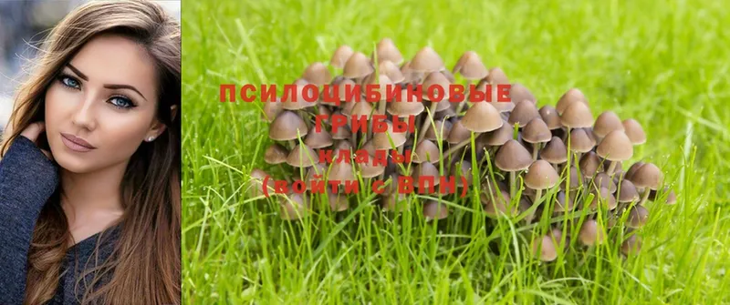 как найти   Челябинск  Псилоцибиновые грибы MAGIC MUSHROOMS 